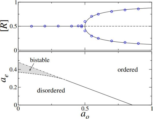 Bifurcation diagram of the density of right-going locusts \([R]\) versus link creation rate \(a_{\rm o}\). Solutions of the ODE system of equations (1)–(3) (solid line) yield a supercritical pitchfork bifurcation in excellent agreement with the results from numerical network simulations (circles). Bottom: phase diagram showing the bifurcation point as a function of the link creation rates \(a_{\rm o}\) and \(a_{\rm e}\). In the bistable region (grey), the pitchfork bifurcation becomes subcritical.
