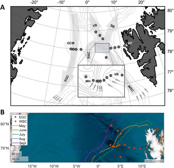 HAUSGARTEN research area in the Fram Strait. (A) Major ocean currents in the region: East Greenland Current (EGC), West Spitsbergen Current (WSC), Return Atlantic Current (RAC), Yermak Branch (YB), and Svalbard Branch (SB). Station locations are marked with grey dots. Isobaths from 500 m onwards are also shown (Soltwedel et al., 2016). (B) Sampling stations grouped by region &mdash; EGC (blue) and WSC (red) &mdash; overlaid with the 15% sea ice concentration boundary for May to September (color-coded lines), averaged over the period 2009-2021. Ice edge data illustrate seasonal variability in ice area relative to sampling locations.
