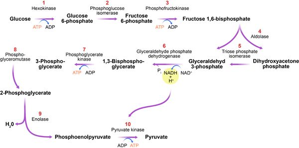 The glycolic pathway. Glycolysis (the metabolism of sugar) is catalyzed by a network of many enzymatic reactions. Gehrmann et al. use a theoretical approach to predict how each reaction impacts the energy supply. Their analysis allows them to identify phosphofructokinase, the relevant enzyme in step 3, as the enzyme responsible for sustained oscillations in glycolysis.