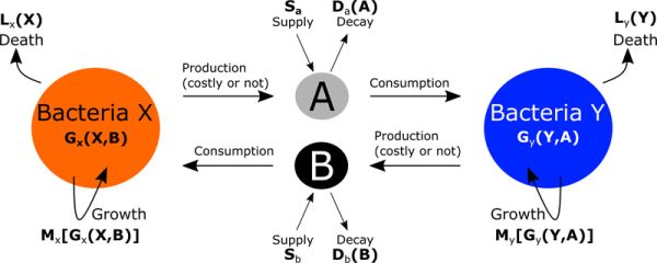 Schematic representation of two species of cross-feeding bacteria, X,Y, exchanging two metabolites, A,B.