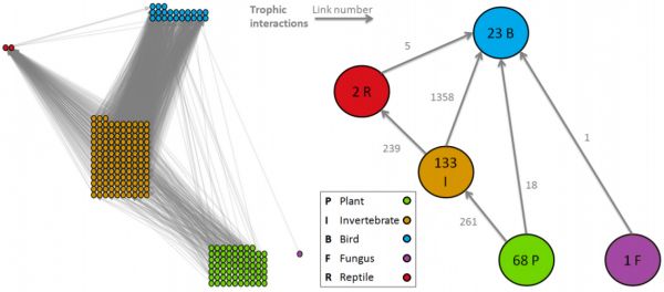 The Flat Holm food web. Species are grouped according to their taxonomy: plant, invertebrate, bird, fungus and reptile. Left: The full system. The dots represent the species. Right: The simplified system. Numbers on nodes/links show the number of species/interactions that are aggregated in the formulation of the simplified system.