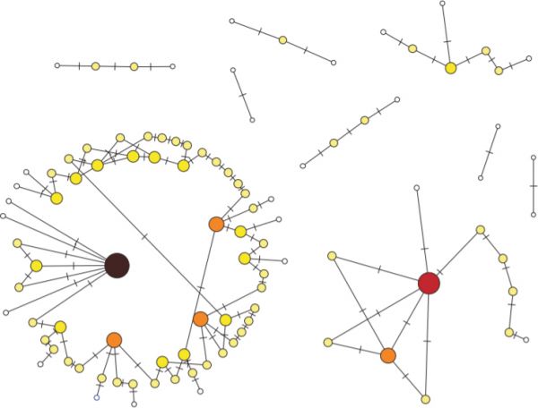 Self-organized network evolved in the adaptive model. Nodes represent agents, while each link represents a non-vanishing cooperative interaction. The small dash on the link is a fairness indicator: the further it is shifted toward one agent, the lower is the fraction of the total investment into the cooperation that he contributes. Nodes extracting more payoff are shown in darker color and are placed toward the center of the community. The size of a node indicates the total investment the agent makes. In the final configuration all links within a BCC receive the same total investment and all nodes of the same degree make the same total investment.