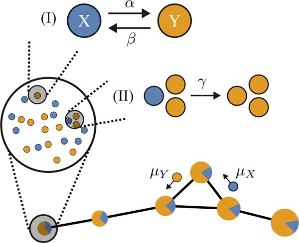 Overview of the model. Agents hold one of two
opinions, X or Y, and populate nodes of a complex network
that are coupled by diffusion. Opinion formation on each
node is governed by two processes: (I) spontaneous flipping
of opinions and (II) opinion adjustment through the influence
of others. 