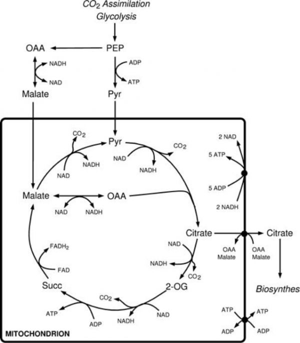 Diagram of the TCA cycle.