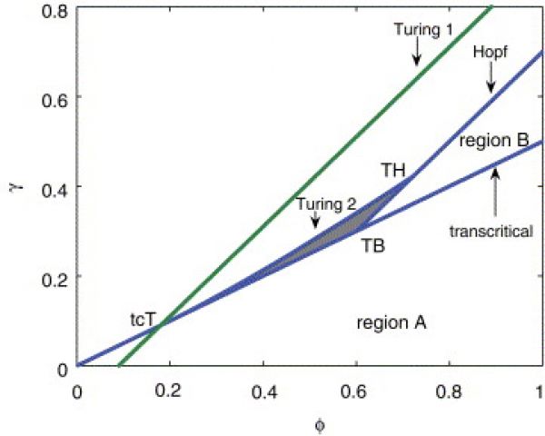 The bifurcation diagram shows the Turing space as the grey triangular area bounded by the Turing bifurcation, the Hopf bifurcation and the transcritical bifurcation. The whole parameter space above transcritical and Hopf bifurcation with exception of the Turing space corresponds to unconditionally stable equilibria.